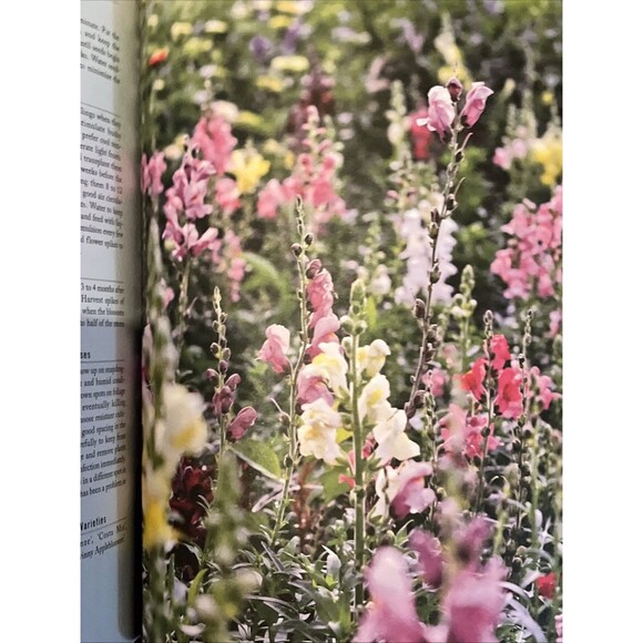 Growing Beautiful Food: A Gardener's Guide to Cultivating Veg & Fruits HC Book - Picture 3 of 4